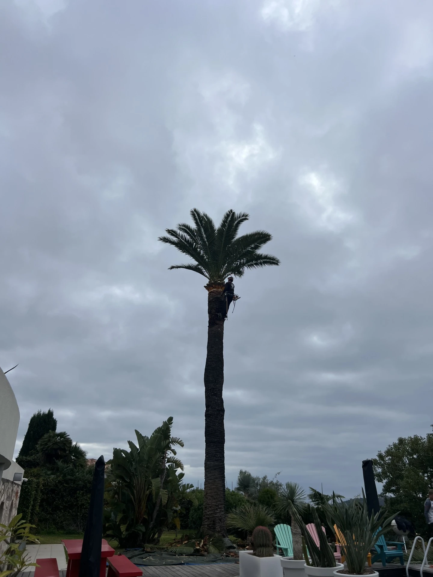 Élagage d'arbre